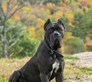 cane corso yavru: Kane-Korso, 2 ay, Erkək, Peyvəndli — 9