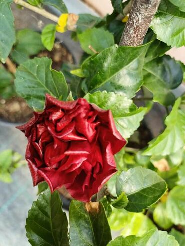 Ostale kućne biljke: Hibiskus vise boja po super ceni na lalafo.rs — 5 Ostale kućne biljke: Hibiskus vise boja po super ceni — 5