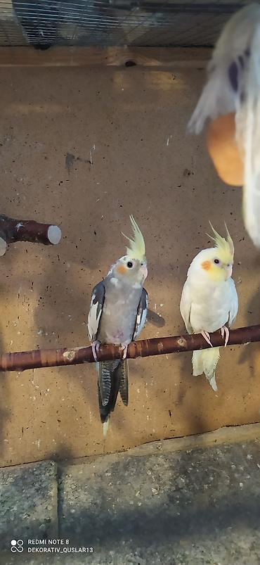 qarğa satışı: Salam Korellalar satilir.Quslar bulbul yemi elave olaraq — 4