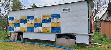 кой аштоо: Продаю свою Пасеку-пасека пчёла павильон, платформа для пасеки — 10