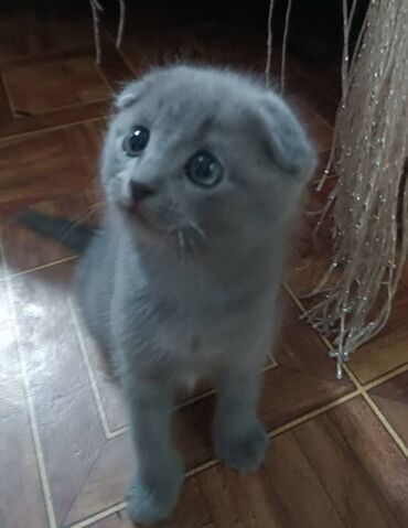 персидский котенок: Очаровательный вислоухий котенок мальчик 2 мес игривый и умный