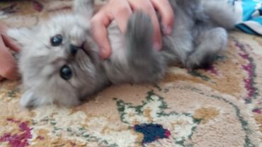 персидский: Отдам котят в добрые заботливые руки. папа скотиш Страйт мама