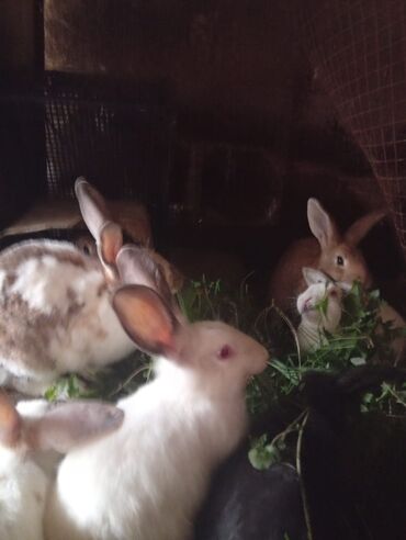 Dovşanlar: SALAM 14 DƏNƏDİ OPTOM ALANA ENDİRİM Erkeklerni kesen 3kq Biri 12den — 8