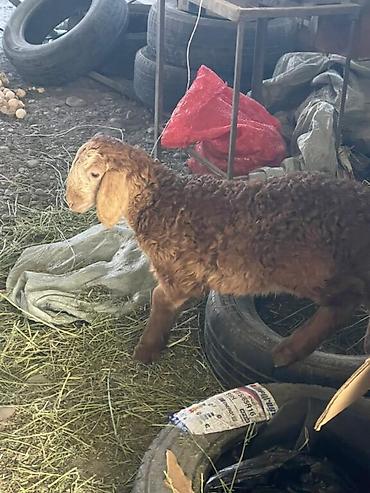 Баран, овца: Продаю | Овца (самка) | Арашан, Гиссарская | Для разведения | Матка, Ягнившаяся — 7