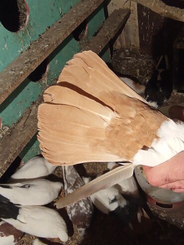 Göyərçinlər: Qırmızı boyun qırmızı quyruq 2 eded ikisidə qızğın erkek,Sarı boyun — 8