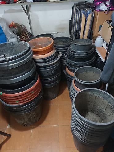 dibcək gulləri satışı: Tecili satilir hamsi birlikde tek tek verilmir 90 yaxin boyuk qablardi — 1
