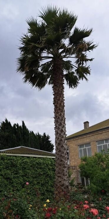 Ağaclar: Palma Washington 
8metr