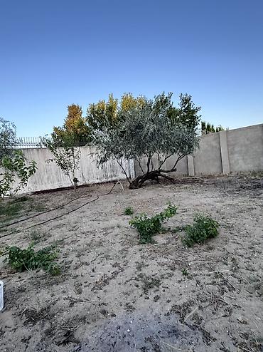badamdarda satilan villalar: Bağ -11,3 sot sərin tərəf dəniz yaninda 5 dəq maşinan ev əla — 8