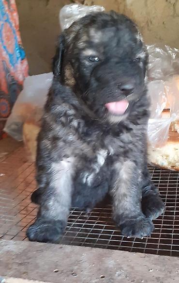 İtlər: Alman çoban iti, 1 ay — 8