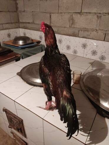 сколько стоит собака породы доберман: Продаю | Петух | Бойцовая | Для разведения