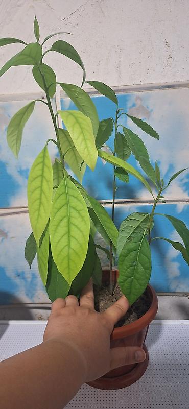otaq bitkiləri: Avokado fidanı – qapalı və ya açıq əkin üçün - Növ: Avokado (Persea — 2