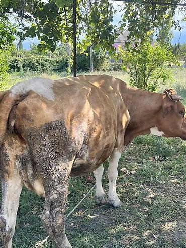 tap az sudluk inəklər: Real alıcıya endirim olacaq ana bala satılır ana biğazdı anada cins — 3