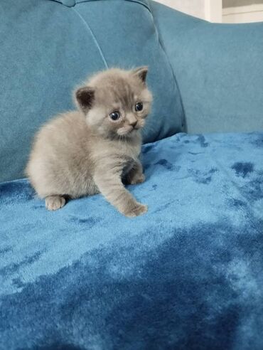 Продажа кошек: Британская короткошёрстная, 1 месяц, Мальчик, Голубой, Метис, Приучена к лотку — 1
