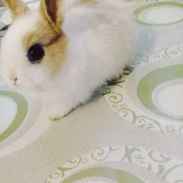 Dovşanlar: 🟠 Ev dovşanı balalarına super endirim kampaniyası. müvəqqəti olaraq 50 — 5