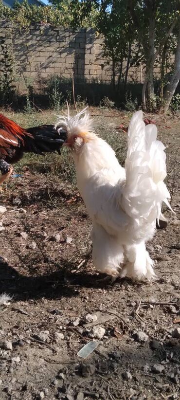 чихуахуа цена в баку: Salam sultan xoruz satılır təmiz sultandı qarisiq sultanlarla səhv