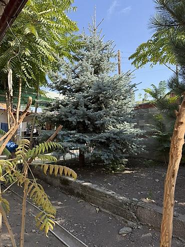 Ель голубая-декоративная хвойная. Характеристики: - Окрас хвои at lalafo.kg Ель голубая-декоративная хвойная. Характеристики: - Окрас хвои
