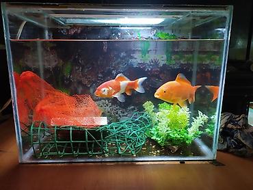 Akvariumlar: Dördbucaq akvarium, Balıqlarla birlikdə, 30 l, Pulsuz çatdırılma — 2