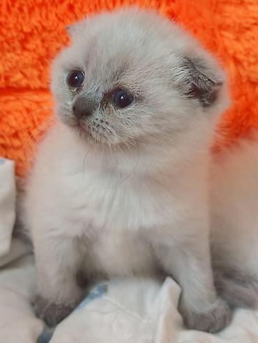 Pişiklər: Britan — 8