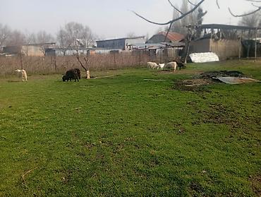 Козы, козлы: Продаю | Коза (самка), Козлёнок | Полукровка, Зааненская | На забой, Для разведения, Для молока | Племенные, Котные — 9