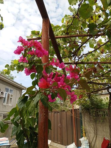 Саженцы деревьев: Satılır: dekorativ bağ və ev bitkiləri kolleksiyası - Bougainvillea
