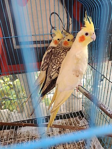 Nimfa (Cockatiel) tutuquşuları – 3 ədəd Xüsusiyyətlər: - Növlər