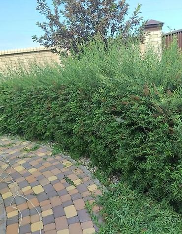 Другие услуги: Садовник! Стрижка изгороди! Улуги садовника. Наши услуги: Обработка — 3