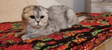 договорная кошка даром британская короткошёрстная 1 год мальчик метис 2 позвонить написать: Шотландский вислоухий кот с окрасом «шиншилла» - идеальный компаньон