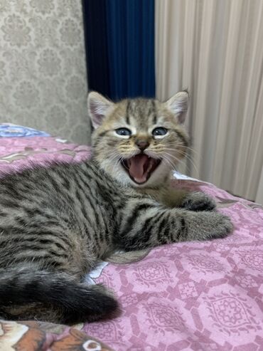 кошки на продажу: Tabbi, Erkək, Yaxşı əllərə, Ünvandan götürmə lalafo.az -da кошки на продажу: Tabbi, Erkək, Yaxşı əllərə, Ünvandan götürmə