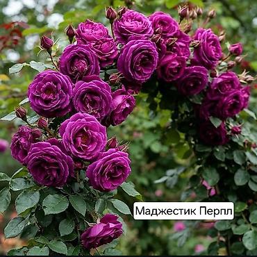 Дом и сад: Плетистые розы (сорта на выбор): Цезарь, Роз де Толбияк, Герцогиня — 10