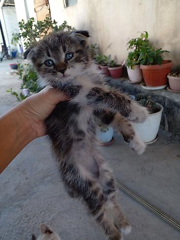 үй жаныбарлар: БЕСПЛАТНО!!! МАМА ШОТЛАНДСКАЯ ВИСЛОУХАЯ!!! Котята, помёт из нескольких — 2