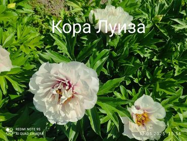 тошок одеяло: Көчөттөр гүлдүн: Пиондор