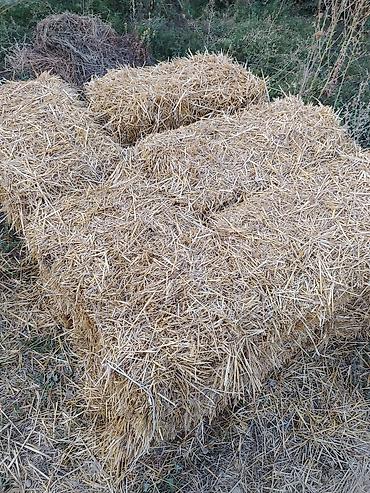 Жыгач таарындысы: Тюки соломы (малые прямоугольные) саман пресс сатылат Кудайберген — 1