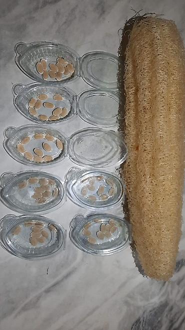 mal dili bitkisi: 🌿 Öz həyətimdən yığılmış TƏBİİ LİF QABAĞI (LUFFA) toxumları Şəkildə — 1