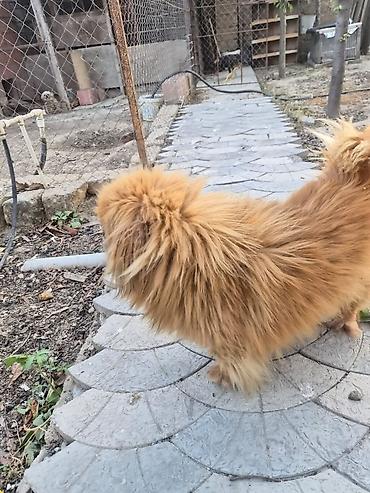 it bazari 2023: Pekines, 2 il, Erkək, Peyvəndli, Ünvandan götürmə — 3