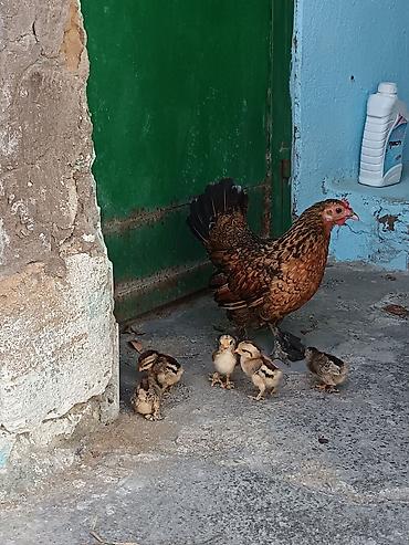 heyvanlar və balaları: Toyuq, Damazlıq — 5