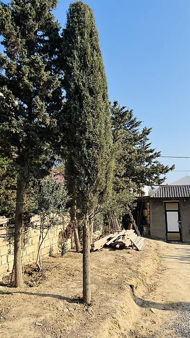 yolka: Şam ağacı "Kiparis" - 20 illik serv agac. Hundurluyu 7-8 metr olar — 1