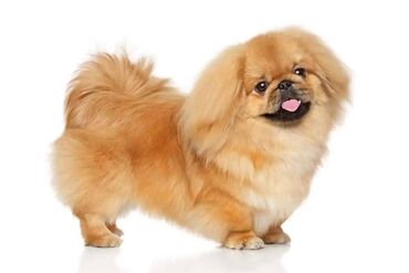 it pitbul: Pekines, 4 ay, Erkek, Peyvəndli, Ünvandan götürmə, Ödənişli çatdırılma