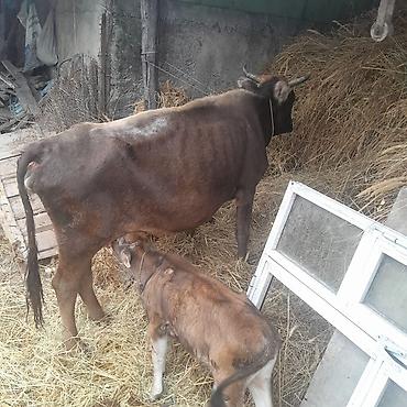 cins inekler: 5 ci balani 2 aydi dogub balasi erkeydi gune 4 ltr sud verir saglam — 1