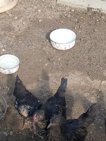 toyug cücə: Toyuq, Australorp, Damazlıq