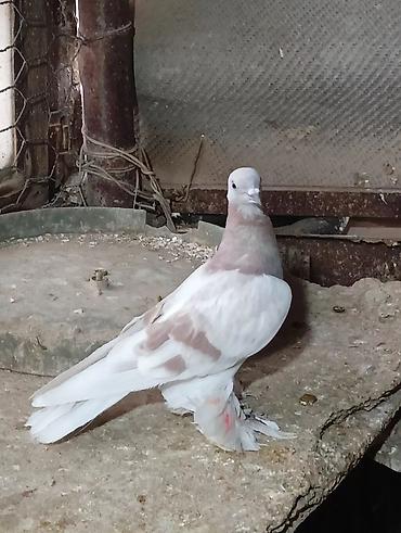 Птицы: Продаю молодых голубей 1 шт стоит пятьсот сом окончательно родители — 26
