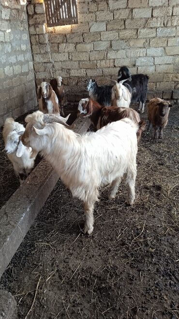 Keçi, çəpiş: Təcili satılır ehtiyac var Real alıcılar vatsap nömrəsinə yazsın 050 — 2