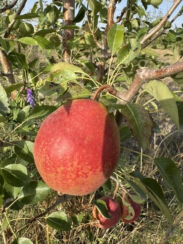 Груши: Груши В розницу, Самовывоз — 8