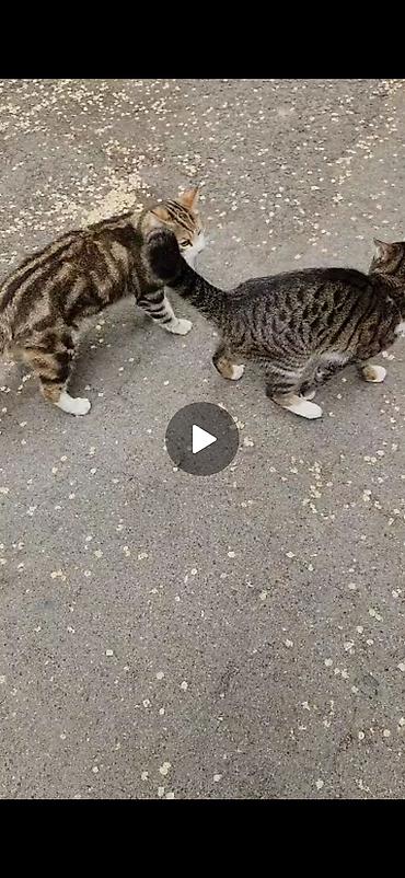 Находка и пропажа кошек: Пропал кот в районе панфилова/жибек-жолу, пропал в сентябре. Кот — 9