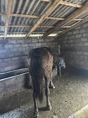 Лошади, кони: Продаю | Кобыла (самка), Конь (самец), Жеребенок | Полукровка | На забой, Для разведения, Для молока — 36