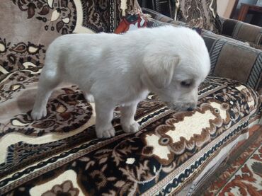 бойцовые собаки: Продаю Щенка Лабрадора 1 месяц кабель с щенячкой at lalafo.kg бойцовые собаки: Продаю Щенка Лабрадора 1 месяц кабель с щенячкой
