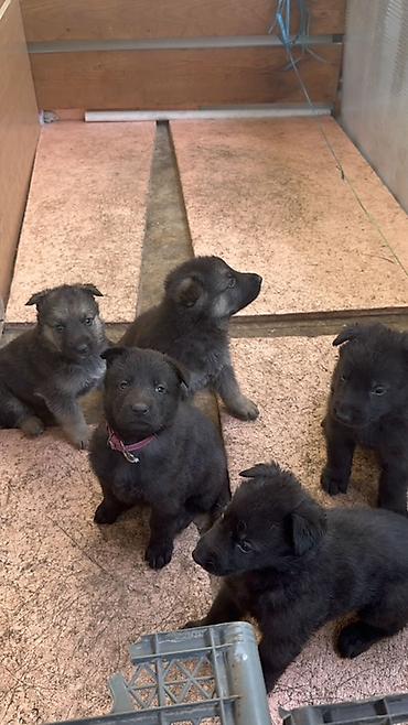 Продажа собак: 🐕 Продаются щенки восточноевропейской овчарки! Красивые, здоровые и — 4