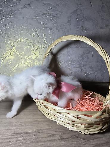 бирманская котята: Бирманская, 1 месяц, Мальчик, Белый, Проглистована — 4