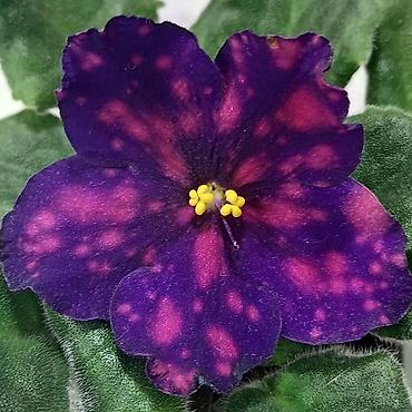 Фиалки и глоксинии: Продаю стартеры взрослые сортовые фиалки 🌺🌿🌺. Цены 200-250-350сом — 6