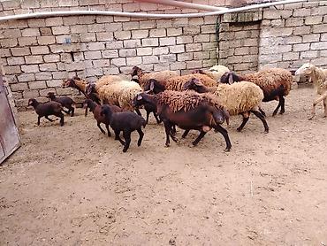 Qoyunlar, qoçlar: Satılır: Qoyun sürüsü - Növ: yerli xalı/xar (uzunquyruq, yağlı — 17