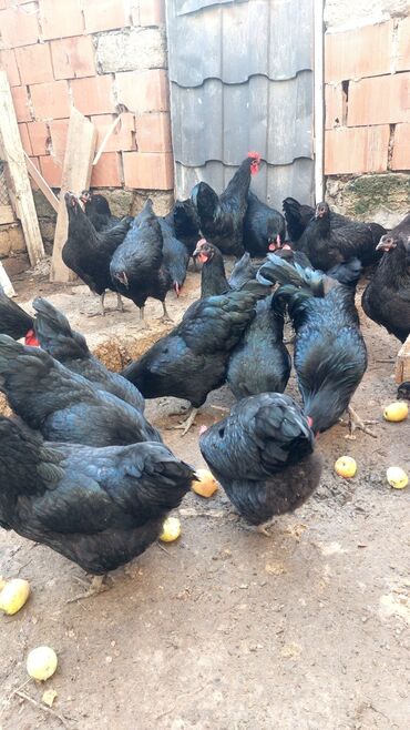 yarasa yuvasi qiymeti: Toyuq, Australorp, Damazlıq, Ünvandan götürmə
